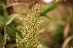 Field Of Australian Sorghum Stock Photo