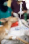 Veterinarian Performing An Operation On A Nyala Stock Photo