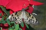 Butterfly On Pointsettia Stock Photo