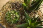 Succulent Terrarium Stock Photo