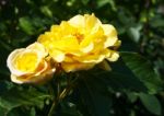 Two Yellow Rose In The Garden Stock Photo