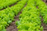 Plantation Of Lettuce In A Greenhouse In The Organic Garden Stock Photo