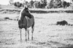 Horse In The Paddock Stock Photo