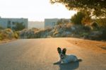 Happy Dog At Sunset Stock Photo