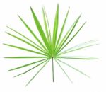 Green Palm Leaf Isolated On White Background Stock Photo