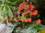 Butterfly On A Flower Stock Photo