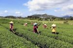 Dalat, Vietnam, July 30, 2016: A Group Of Farmers Picking Tea On A Summer Afternoon In Cau Dat Tea Plantation, Da Lat, Vietnam Stock Photo