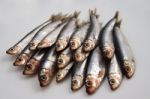 Sprats Stock Photo