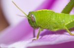 Green Grasshopper Stock Photo