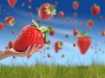 Strawberry In Hand Stock Photo