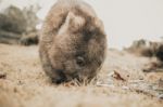 Adorable Large Wombat During The Day Looking For Grass To Eat Stock Photo