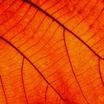 Leaf Abstract Stock Photo