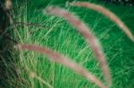 Grass Flower In The Yard Stock Photo