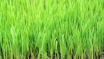 Green Grass Background Stock Photo