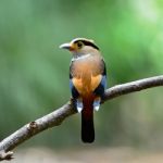 Female Silver-breasted Broadbill Stock Photo