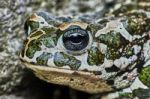 Green Frog Stock Photo