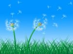 Sky Grass Represents Dandelion Hair And Dandelions Stock Photo