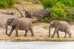 Elephants At The Bank Of Chobe River In Botswana Stock Photo