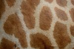 Giraffe Skin Stock Photo