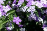 Closeup Of Brunfelsia Uniflora Flower Stock Photo