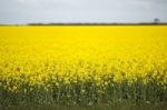 Field Of Canola Plants Stock Photo