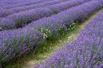 Lavender Field Stock Photo