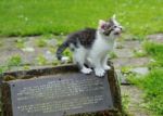 Cat Calling Stock Photo