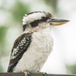 Kookaburra Gracefully Resting During The Day Stock Photo