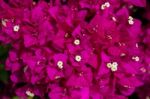 Close-up Of A Bougainvillea (bougainvillea Glabra) Plant In Gran Stock Photo