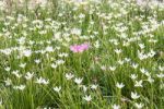 Fairy Lily Flower In Garden Stock Photo