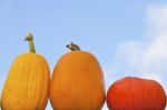 Pumpkins Stock Photo