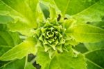 Sunflower Bud Stock Photo