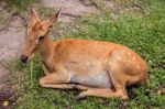 Female Antelope On Ground In Park Stock Photo