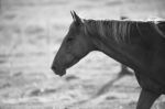 Horse In The Paddock Stock Photo