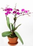 Orchid Stock Photo