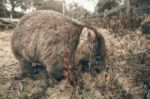 Adorable Large Wombat During The Day Looking For Grass To Eat Stock Photo