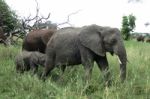 Elephant Family Walking In Namibian Desert Stock Photo