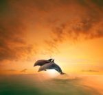 Couples Of Sea Dophin Jumping Through Ocean Wave Floating Mid Ai Stock Photo