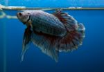 Siamese Fighting Fish Stock Photo