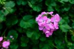 Pink Flowers With Green Leaves For Background Stock Photo