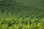 Tea Plantation Stock Photo