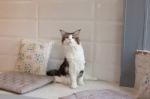 Portrait Of Cute Tabby Cat Fluffy Pet Looks Curious Stock Photo