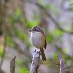 Grey-backed Shrike Stock Photo