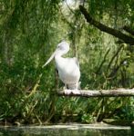 Pelican Stock Photo