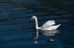 Sunlit Mute Swan On Lake Hallstatt Stock Photo