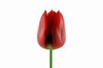 Red Tulip Stock Photo