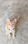 Cute Cat Sitting On Cement Floor Stock Photo