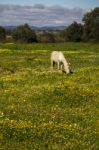 White Horse On A Landscape Field Of Yellow Flowers Stock Photo