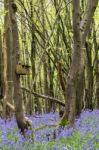 Sussex Bluebells Stock Photo