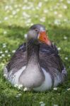 Greylag Goose Sitting On The Grass Stock Photo